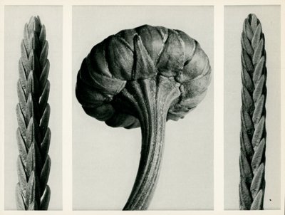 Cassiope Tetragona by Karl Blossfeldt